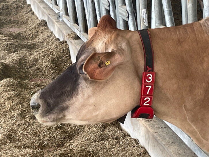 Meadowview Jerseys specializes in A2A2 raw milk 4 Meadowview Jerseys_05.jpg